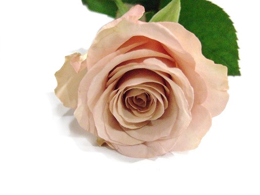 バラ | 百花市場｜旬のお花を市場や生産者さんから宅配で届く