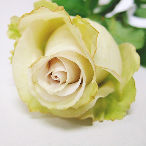 バラ | 百花市場｜旬のお花を市場や生産者さんから宅配で届く