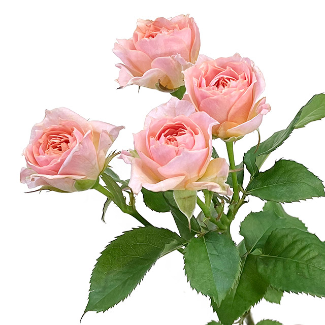 スプレーバラ | 百花市場｜旬のお花を市場や生産者さんから宅配で届く