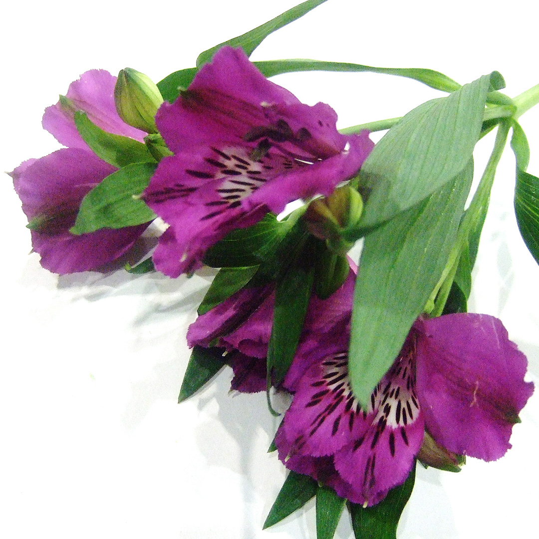 アルストロメリア サナドゥ　（Ｖ 70CM (紫)