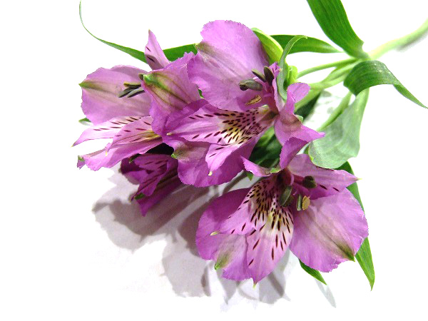 アルストロメリア プラチナ 優65 (紫)