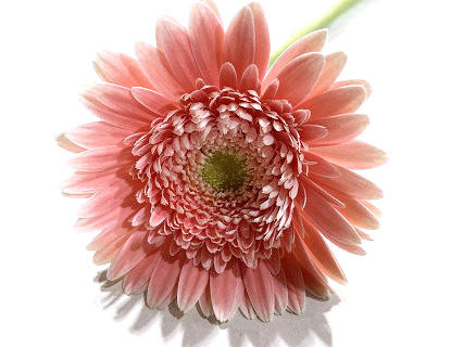 ピンク | 百花市場｜旬のお花を市場や生産者さんから宅配で届く