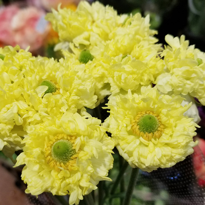 カラー 絞込 百花市場 旬のお花を市場や生産者さんから宅配で届く