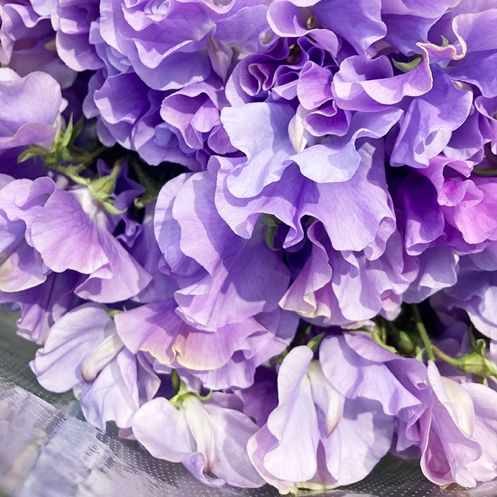 スイートピー | 百花市場｜旬のお花を市場や生産者さんから宅配で届く