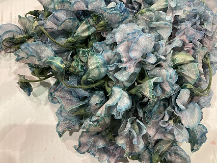 スイートピー | 百花市場｜旬のお花を市場や生産者さんから宅配で届く